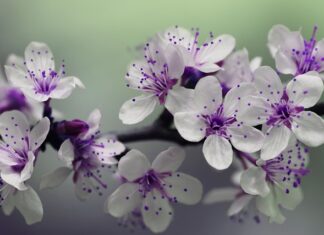 Czy słupki do siatki leśnej trzeba betonować?