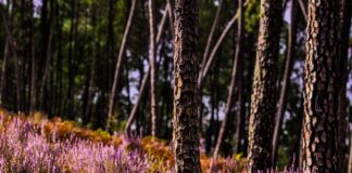 Czy przerost prostaty może się cofnąć?