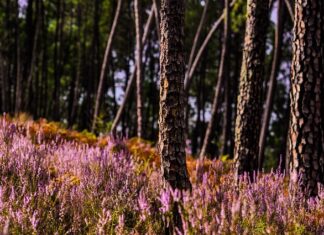 Czy przerost prostaty może się cofnąć?