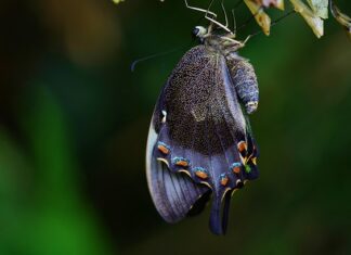 Po czym rośnie pupa?