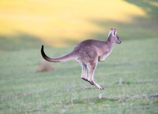 Czy skakanie na skakance to sport?