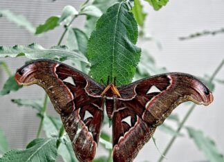 Jak dobrze atakować w siatkówce?