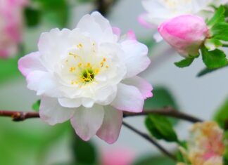 Ile jest rodzajów siodeł?