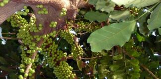 Co szybko zarasta płot?