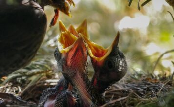 Czy można jeść dżdżownice?