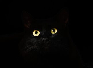 Co to jest Observable?