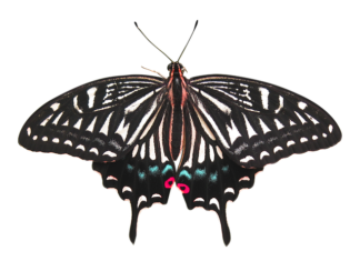 Jak długo można żyć po usunięciu prostaty?