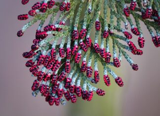 Co zamiast tui przy płocie?