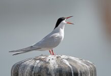 Jaki silnik do rybitwy?