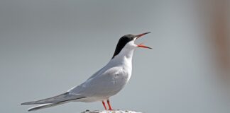 Jaki silnik do rybitwy?