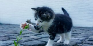 Jakie skarpety na ultra?