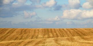 Czym się Odsłonić od sąsiada?