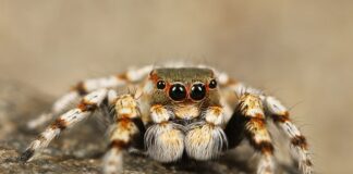 Ile skoków na skakance w minutę?