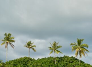 Co posadzić przy betonowym płocie?