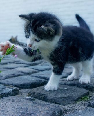 Jakiej firmy skarpety trekkingowe?