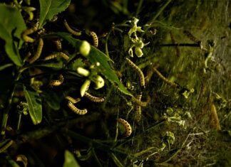 Czy po usunięciu prostaty przywraca sprawność seksualną?