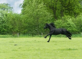 Z jakiej skóry robi się siodła?