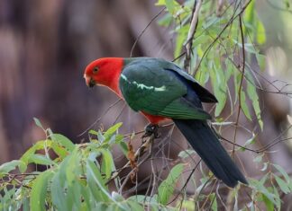 Jak pobudzić samca kanarka?