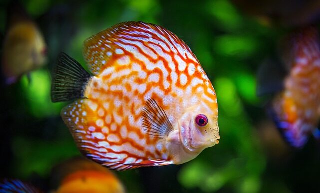 Jak przygotować podłoże aktywne do akwarium?