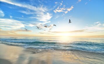 Czy ptaki lubią pestki z dyni?