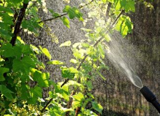 Ile płynu Ludwika do oprysku?