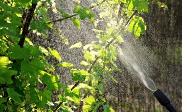Ile płynu Ludwika do oprysku?