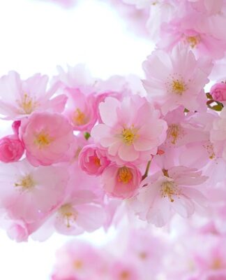 Jakie rośliny do terrarium?