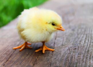 Jak marynować kurczaka przed pieczeniem?