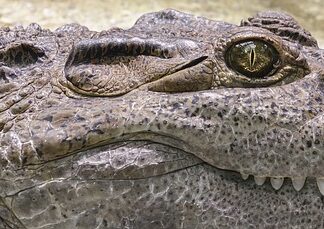 Ile jest krokodyli w Polsce?
