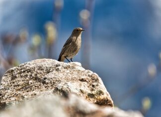 Czy pleśń to antybiotyk?