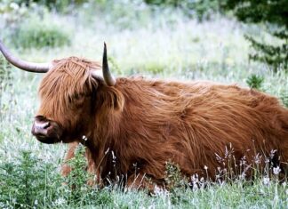 Co to jest góralska podpuszczka?