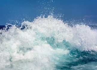 Czy ser lazur to gorgonzola?