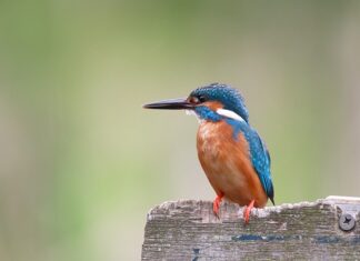 Co na dno woliery dla papug?