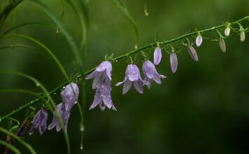 Co można dodać do płatków z mlekiem?
