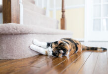 Jak wybrać najlepsze żwirki dla kotów