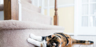 Jak wybrać najlepsze żwirki dla kotów